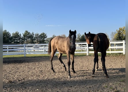 Arabian horses, Stallion, 1 year, Brown