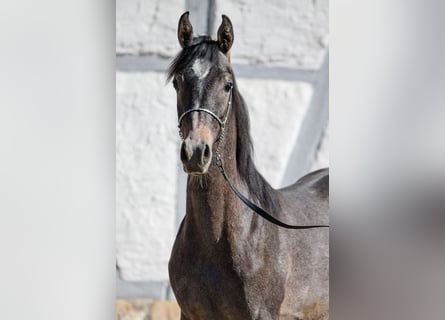 Arabian horses, Stallion, 1 year, Can be white
