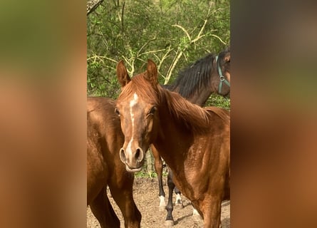 Arabian horses, Stallion, 1 year, Chestnut-Red
