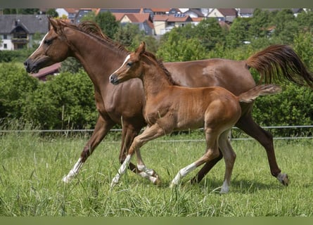 Arabian horses, Stallion, 1 year, Gray