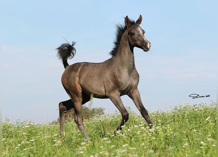 Arabian horses, Stallion, 1 year, Grey