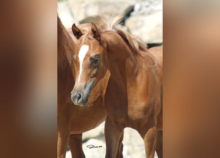 Arabian horses, Stallion, 1 year