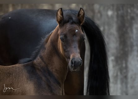 Arabian horses, Stallion, 2 years, 13 hh, Gray-Fleabitten