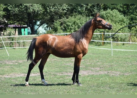 Arabian horses, Stallion, 2 years, 14.2 hh, Bay