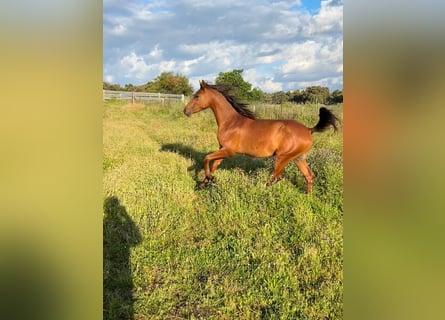 Arabian horses, Stallion, 2 years, 14.2 hh, Brown