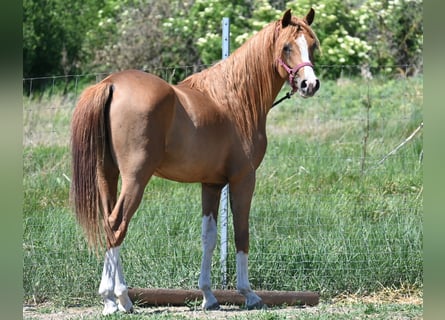 Arabian horses, Stallion, 2 years, 14.2 hh, Chestnut