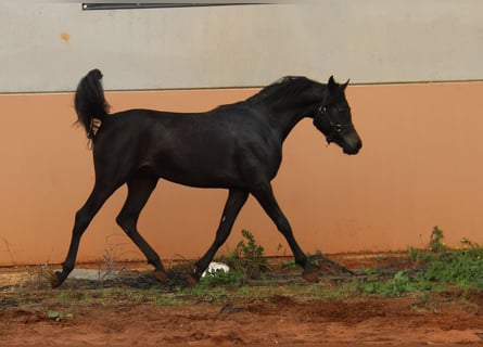 Arabian horses, Stallion, 2 years, 14.3 hh, Black