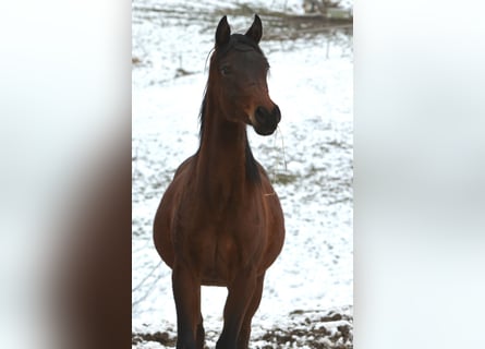 Arabian horses, Stallion, 2 years, 15,1 hh, Brown