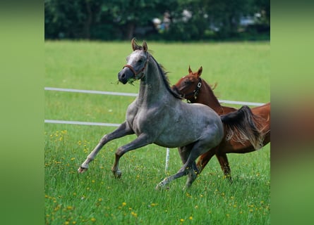 Arabian horses, Stallion, 2 years, 15,1 hh, Gray