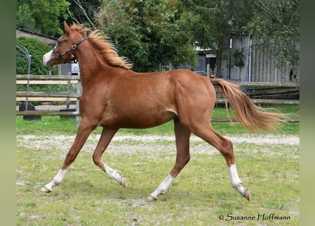 Arabian horses, Stallion, 2 years, 15.2 hh, Chestnut-Red