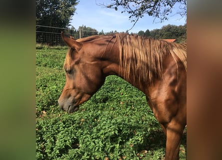 Arabian horses, Stallion, 2 years, 15 hh, Chestnut-Red