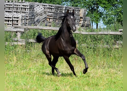 Arabian horses, Stallion, 2 years, Black
