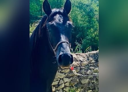 Arabian horses, Stallion, 2 years, Black