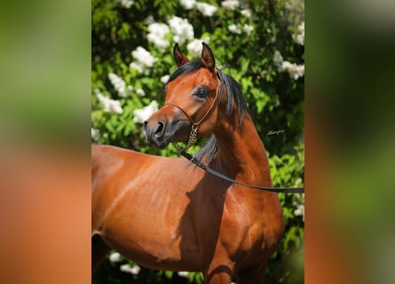 Arabian horses, Stallion, 2 years, Brown