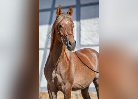 Arabian horses, Stallion, 2 years, Can be white