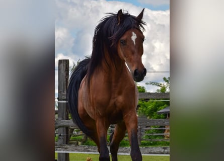 Arabian horses, Stallion, 3 years, 14,3 hh, Brown