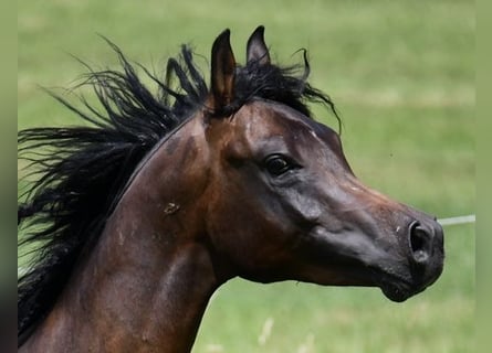 Arabian horses, Stallion, 3 years, 15.2 hh, Brown