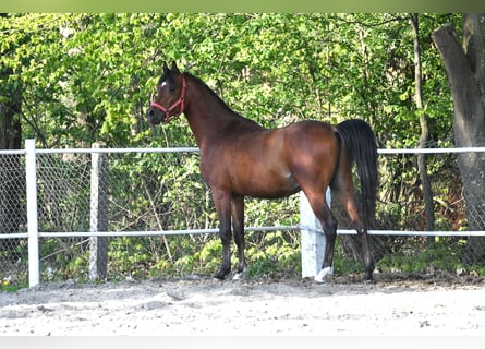 Arabian horses, Stallion, 3 years, 15 hh, Bay