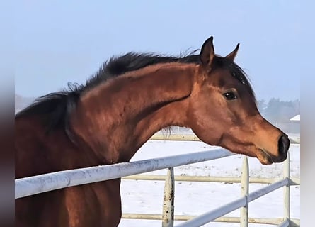 Arabian horses, Stallion, 3 years, Bay