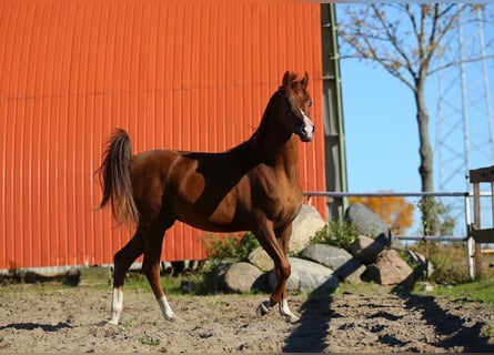 Arabian horses, Stallion, 3 years, Chestnut-Red