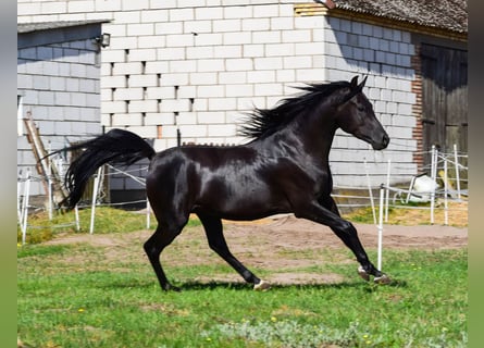 Arabian horses, Stallion, 4 years, 14.2 hh, Black