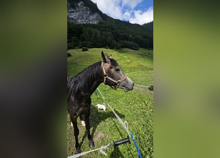 Arabian horses, Stallion, 4 years, 14,1 hh, Gray-Dark-Tan