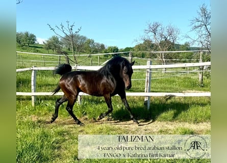 Arabian horses, Stallion, 4 years, 14,2 hh, Bay-Dark