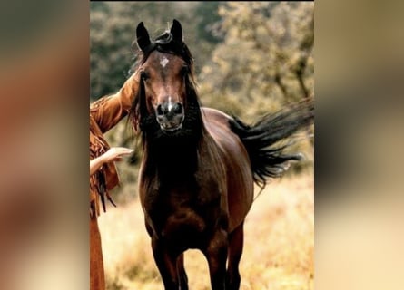 Arabian horses, Stallion, 4 years, 15,1 hh, Brown