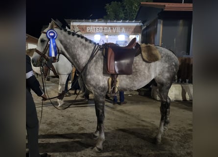 Arabian horses, Stallion, 5 years, 15,3 hh, White