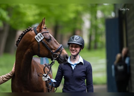 Arabian horses, Stallion, 6 years, 15,2 hh, Chestnut