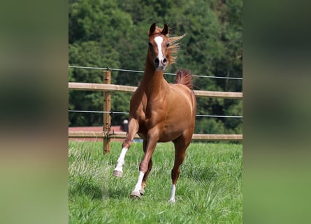 Arabian horses, Stallion, 7 years, 14.3 hh, Chestnut-Red