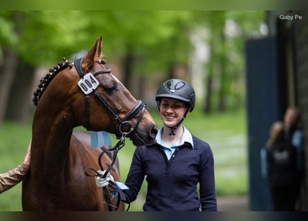 Arabian horses, Stallion, 7 years, 15,1 hh, Chestnut