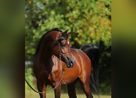 Arabian horses, Stallion, 7 years, 15 hh, Brown