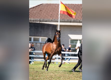 Vollblutaraber, Hengst, 8 Jahre, 15,1 hh, Brauner