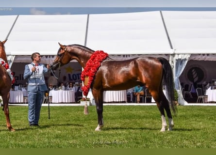 Arabian horses, Stallion, 8 years, 15.1 hh, Bay
