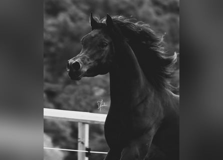 Arabian horses, Stallion, 4 years, 15.2 hh, Black