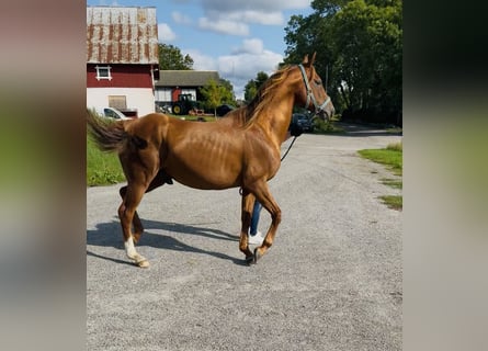 Arabian horses, Stallion, 12 years, 15,2 hh, Brown
