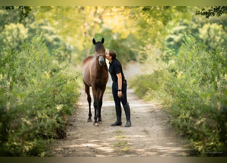 Arabian horses, Stallion, 3 years, 15,1 hh, Brown