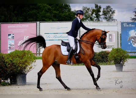 Arabian horses, Stallion, 9 years, 16 hh, Brown