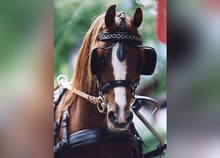 Arabian horses, Stallion, 34 years, 14,2 hh, Chestnut-Red