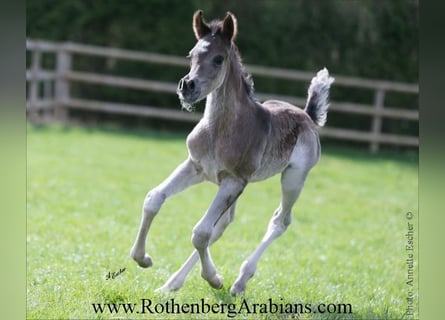 Arabian horses, Stallion, , 15.1 hh, Black