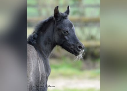 Arabian horses, Stallion, Foal (02/2024), 15.1 hh, Black
