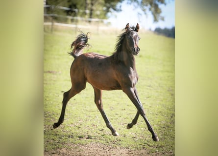 Vollblutaraber, Hengst, Fohlen (05/2024), 15,1 hh, Rappe