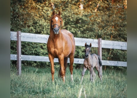 Arabian horses, Stallion, Foal (05/2024), 15.1 hh, Black