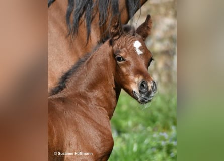Arabian horses, Stallion, Foal (03/2026), 15.1 hh, Brown