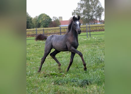 Arabian horses, Stallion, Foal (06/2023), 15.1 hh, Gray-Dark-Tan