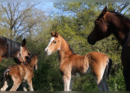 Arabian horses, Stallion, , 15.1 hh, Sabino