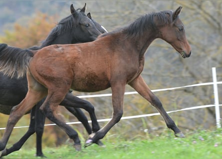 Arabian horses, Stallion, Foal (03/2023), 15 hh, Brown