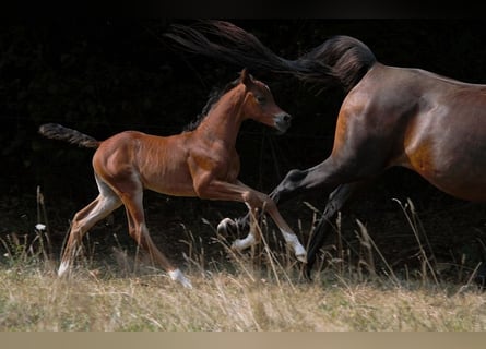 Arabian horses, Stallion, Foal (01/2025), 15,1 hh, Brown