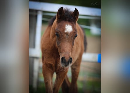 Arabian horses, Stallion, , 15,1 hh, Brown